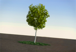 Plant / Tree 3D Models .max .obj .3ds