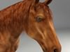 American Quarter Horse 3D Model