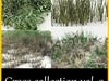 GRASS COLLECTION 2
