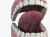 Mouth 3D Model