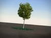 Acacia Dealbata broadleaves tree 3D Model