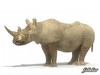 Rhinoceros 3D Model