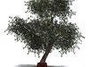 Field Elm 3D Model