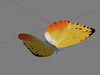 butterfly Phoebis philea