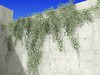Ivy 03 3D Model