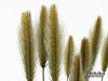 Wheat 3D Model