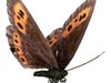 Scotch Argus butterfly