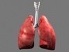 Lungs 3D Model