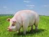 Pig (Sus scrofa domesticus) 3D Model