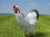 Chicken (Hen, Gallus domesticus) 3D Model
