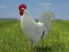 Rooster Leghorn (Leghorn) 3D Model