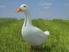 Pekin Duck (Anas platyrhynchos domestica) 3D Model