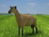 Alpine Goat (She-goat, Capra aegagrus hircus) 3D Model