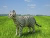 Domestic Cat (Felis catus) 3D Model