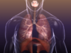 Respiratory System, Lungs in a Human Body 3D Model