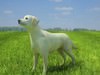 Domestic Dog Labrador Retriever (Canis lupus familiaris)