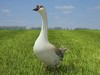 Chinese Goose (Anser cygnoides) 3D Model