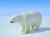 Polar Bear (Ursus maritimus) 3D Model