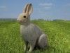 Common Rabbit (Oryctolagus cuniculus) 3D Model