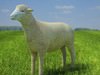Sheep (Ovis aries) 3D Model