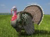 Turkey (Meleagris gallopavo) 3D Model
