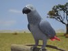 African Grey Parrot (Psittacus Erithacus) 3D Model