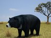 Asian Black Bear (Ursus Thibetanus)