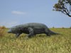 Komodo Dragon (Monitor, Varanus Komodoensis) 3D Model