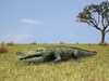 Common Crocodile (Crocodylus Niloticus) 3D Model