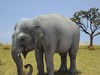 Asian Elephant (Elephas Maximus) 3D Model
