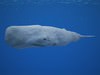 Sperm Whale (Physeter Macrocephalus) 3D Model