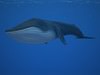 Blue Whale (Balaenoptera Musculus) 3D Model