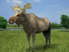 Moose (Alces Alces) 3D Model