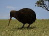 Kiwi (Apteryx Australis)