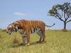 Tiger (Panthera Tigris) 3D Model