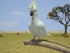 Cockatoo (Cacatuidae) 3D Model