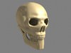 Human Skull 3D Model