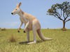 Red Kangaroo (Macropus Rufus) 3D Model