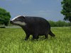 Common Badger (Meles Meles Meles) 3D Model