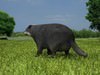 Common Badger (Meles Meles Meles) 3D Model .max .obj .3ds .fbx .lwo .lw .lws .c4d