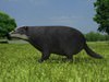 Common Badger (Meles Meles Meles) 3D Model .max .obj .3ds .fbx .lwo .lw .lws .c4d