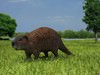 Beaver (Castor Canadensis) 3D Model