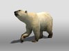 Polar Bear 3D Model