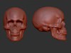 Generic Male Skull 3D Model