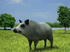 Boar (Sus Scrofa) 3D Model