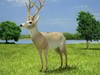 White-Tailed Deer (Odocoileus Virginianus) 3D Model