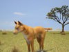 Dingo (Canis Lupus Dingo) 3D Model