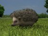 Hedgehog (Erinaceinae) 3D Model
