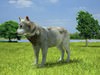 Gray Wolf (Canis Lupus) 3D Model