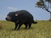 Tasmanian Devil (Sarcophilus Harrisii) 3D Model